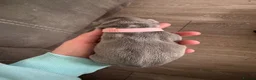 French Bulldog dogs for sale: Stunning blue French bulldog puppies for sale  - Advert 5