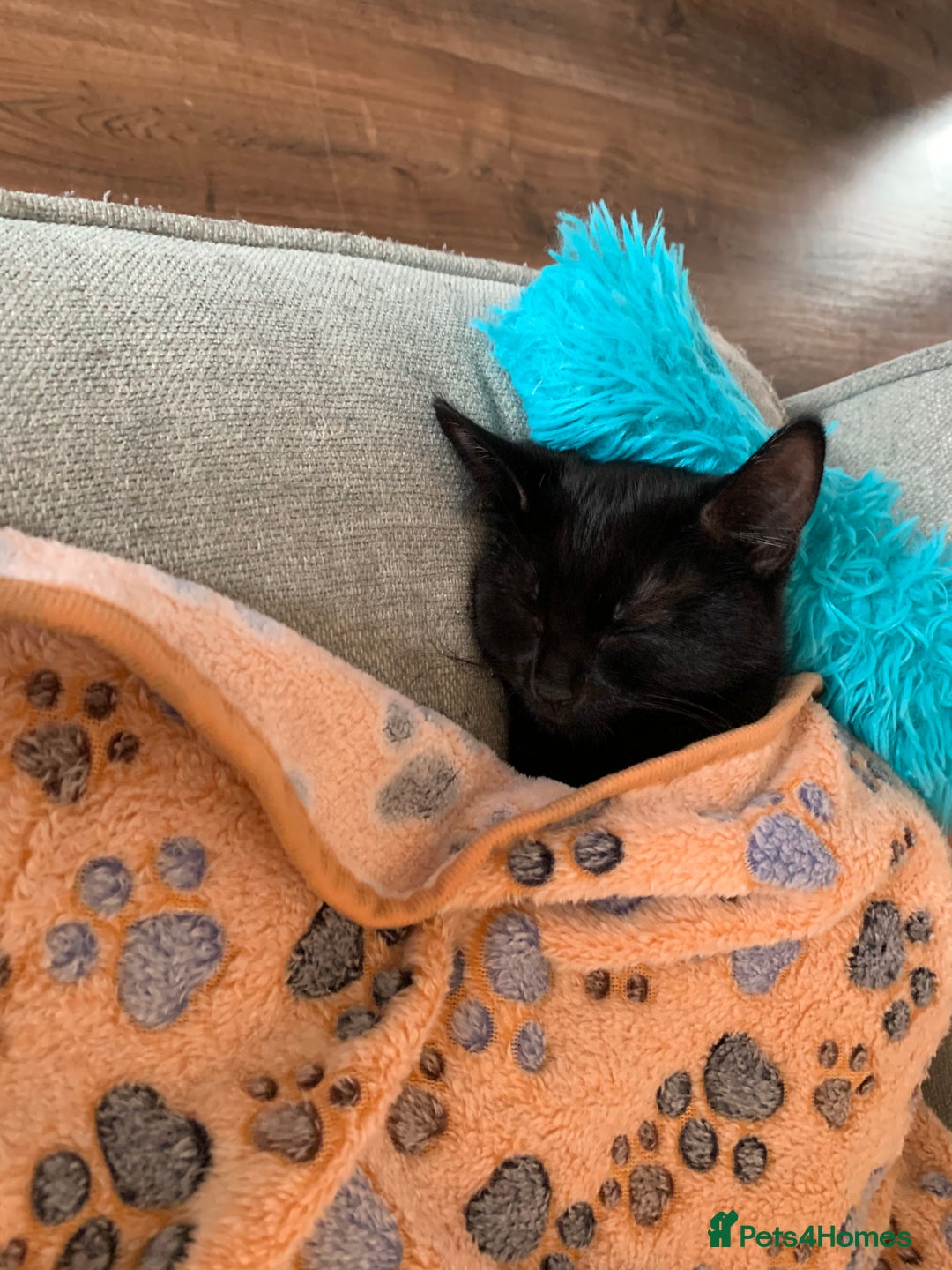 Bombay cats for sale: cats  - Image 12