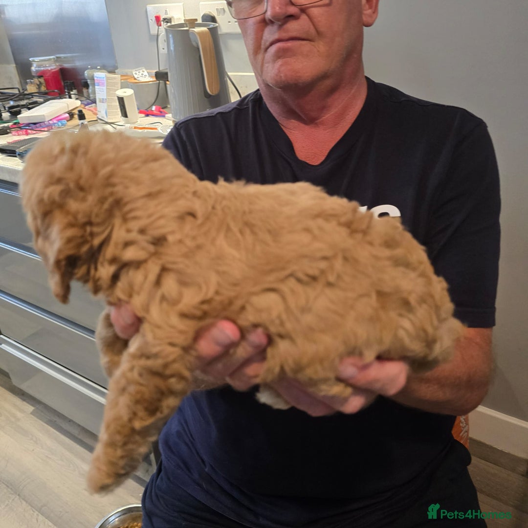 Cavapoo dogs for sale: REDUCED AMAZING F1 cavapoo puppies  - Image 20