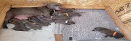 Staffordshire Bull Terrier dogs for sale: Tail-Wagging Stars with Endless Charm – Staffy  in Northampton - Advert 1