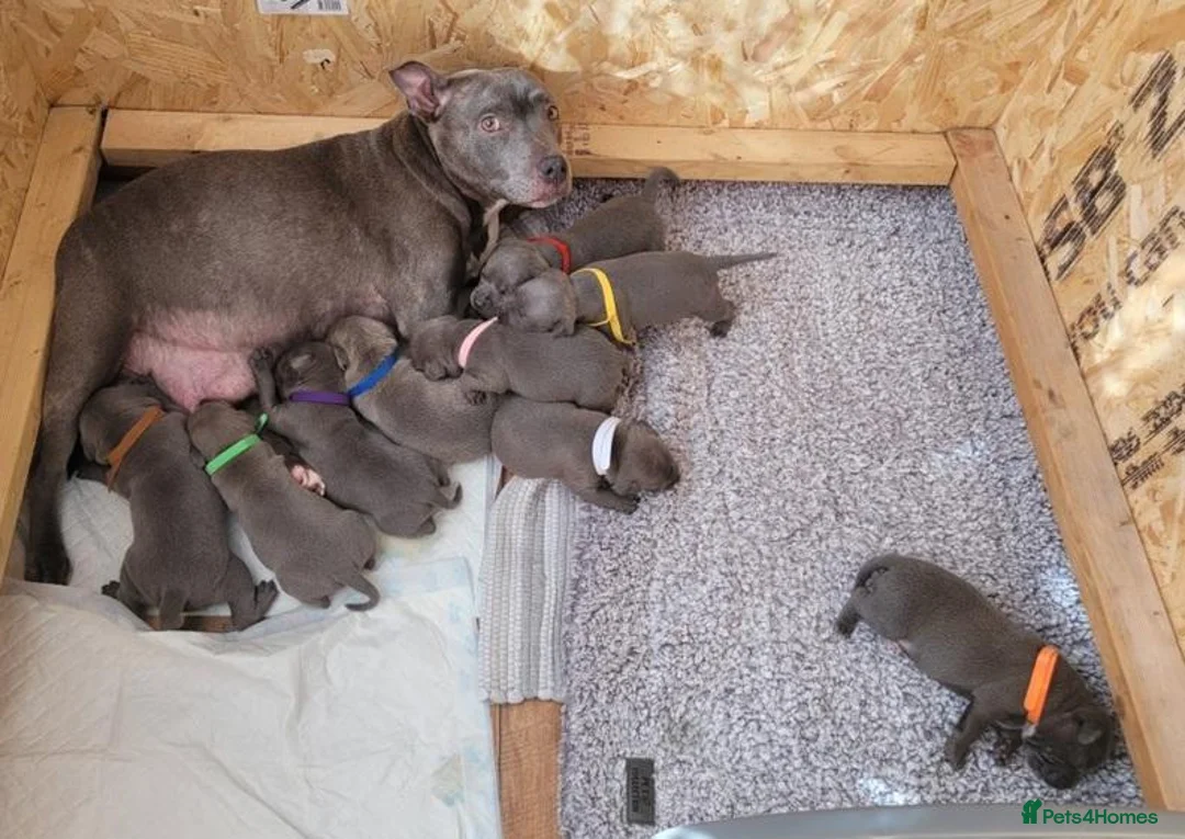 Staffordshire Bull Terrier dogs for sale: Tail-Wagging Stars with Endless Charm – Staffy  in Northampton - Advert 1