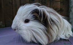 Guinea Pig rodents for sale: Beautiful friendly guinea pig  - Image 4