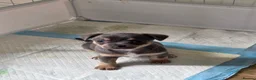 Chihuahua dogs for sale: Chihuahua Blue Tri. 1 Boy 1 Girl   - Advert 14