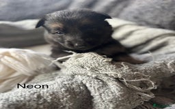 German Shepherd dogs for sale: KC REGISTERED GERMAN SHEPHERD PUPPIES FOR SALE - Image 6