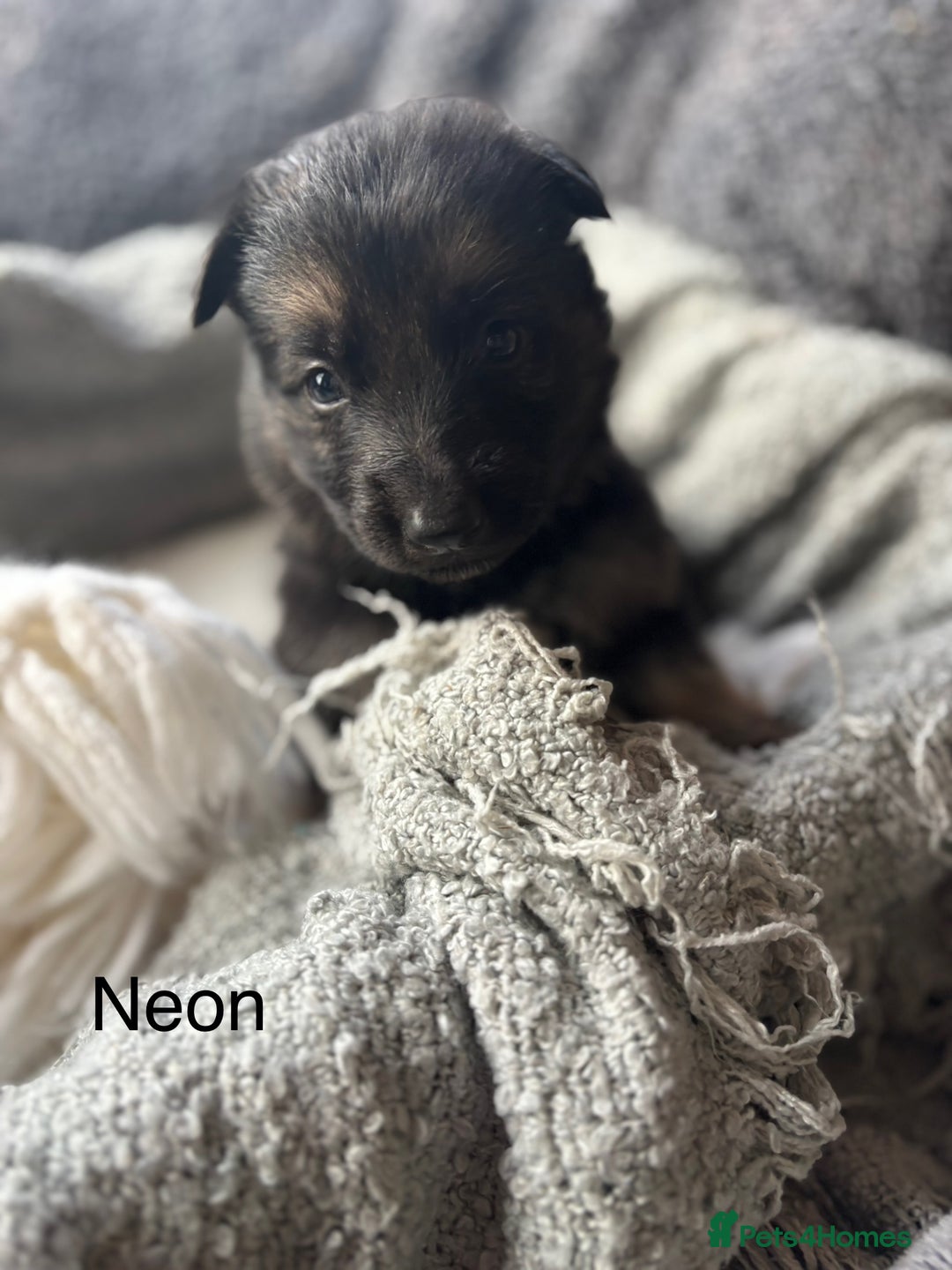 German Shepherd dogs for sale: KC REGISTERED GERMAN SHEPHERD PUPPIES FOR SALE - Image 6