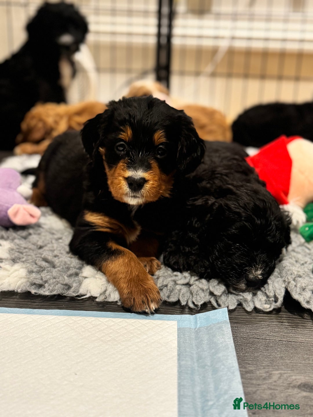 Mixed Breed dogs for sale: Golden Bernedoodles 🐶 - Advert 5