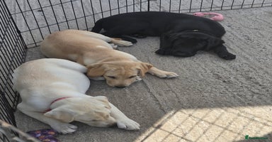 Labrador Retriever dogs - Advert 14
