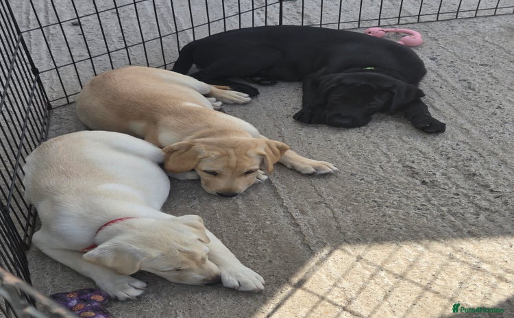 Labrador Retriever dogs - Advert 1