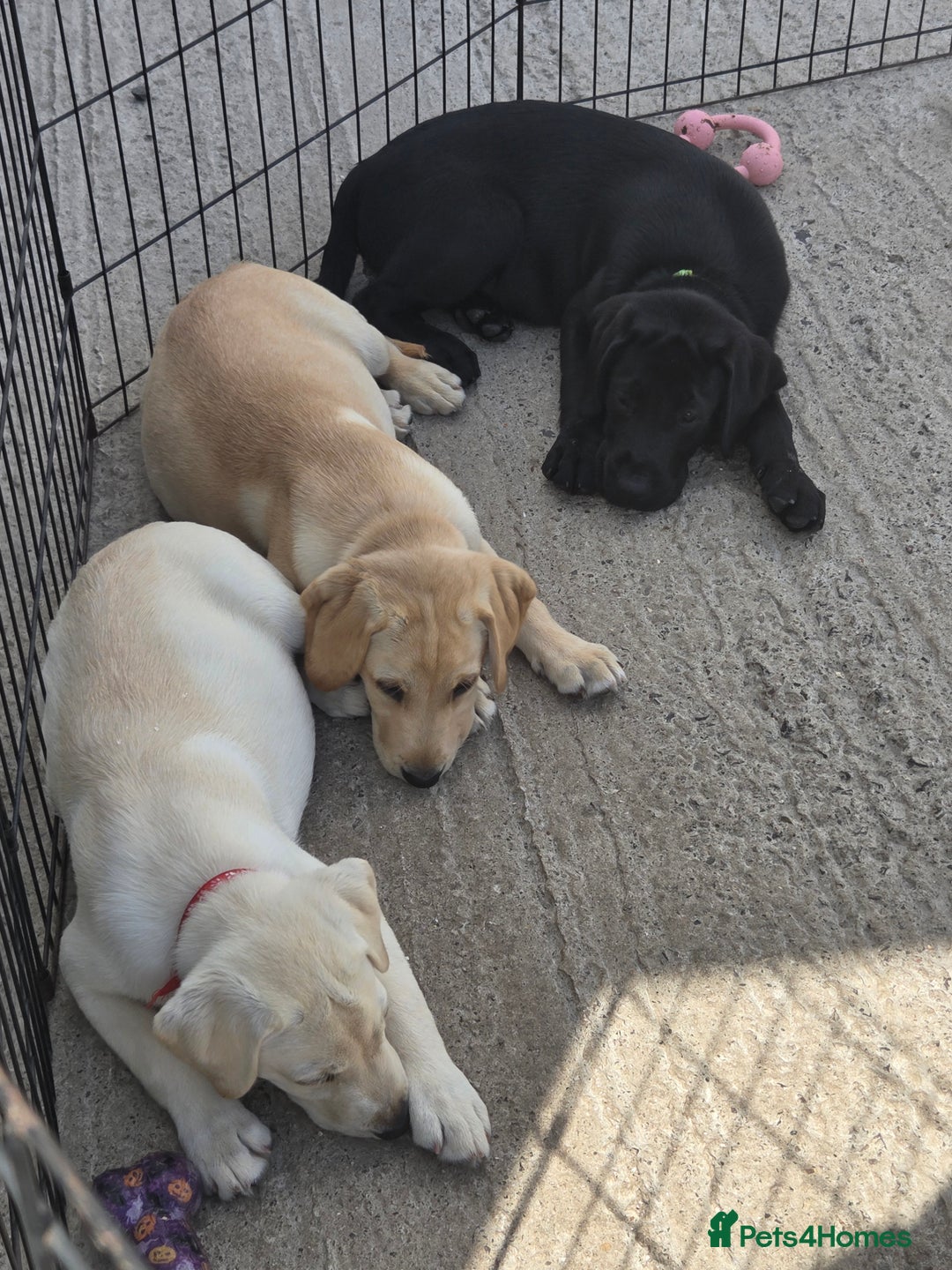 Labrador Retriever dogs for sale: Kc registered Labrador puppie ready to leave - Image 1