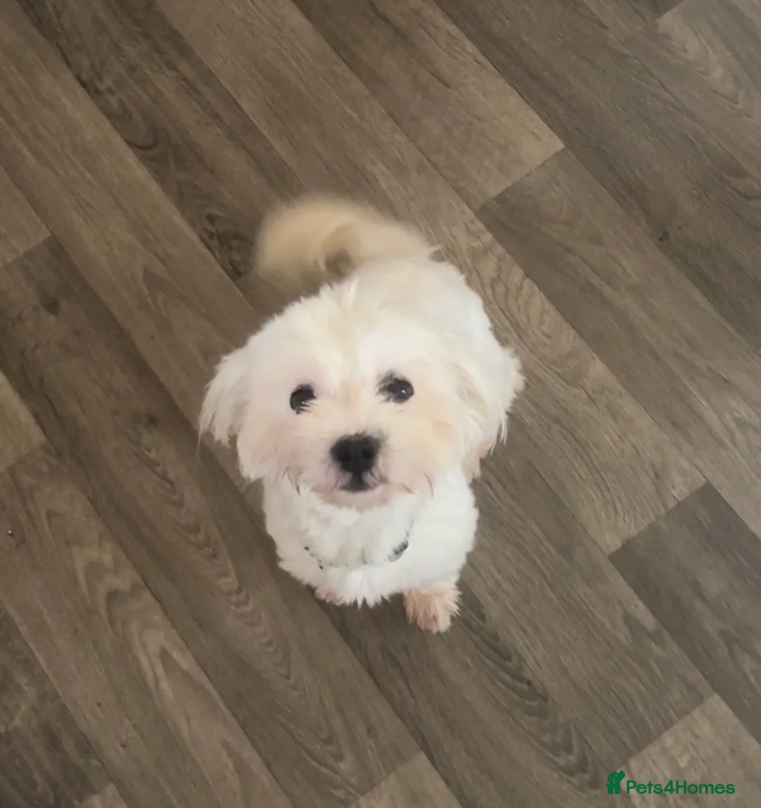 Bichon Frise dogs for sale: Lovely bichon frise girl - Advert 1