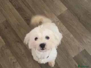 Bichon Frise dogs Lovely bichon frise girl - Advert 4