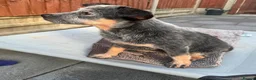 Australian Cattle Dog dogs for sale: Spark of the Outback in Every Curious Little Face in Belfast - Advert 7