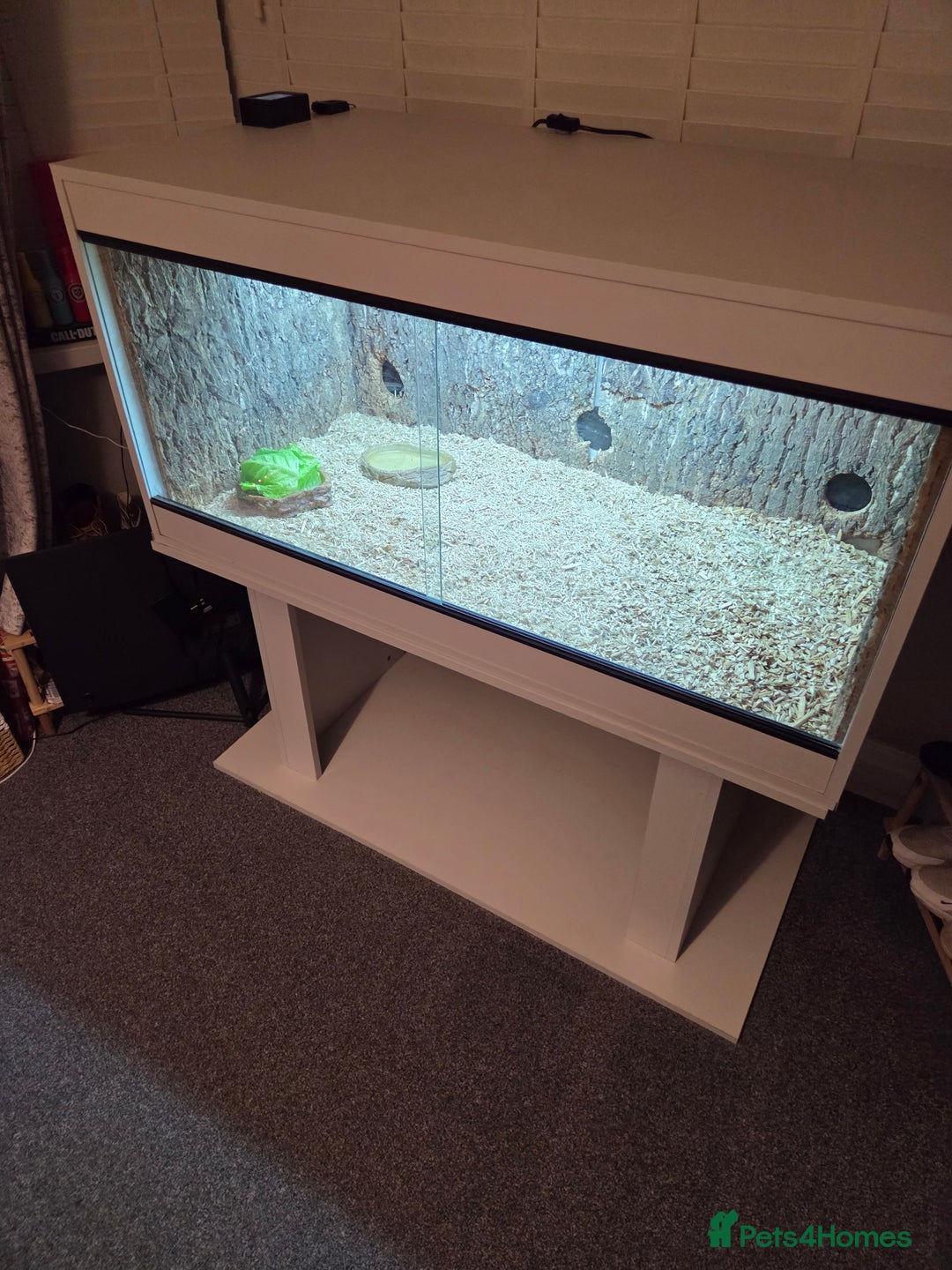 Tortoise reptiles for sale: Tortoise and vivarium for sale - Advert 7