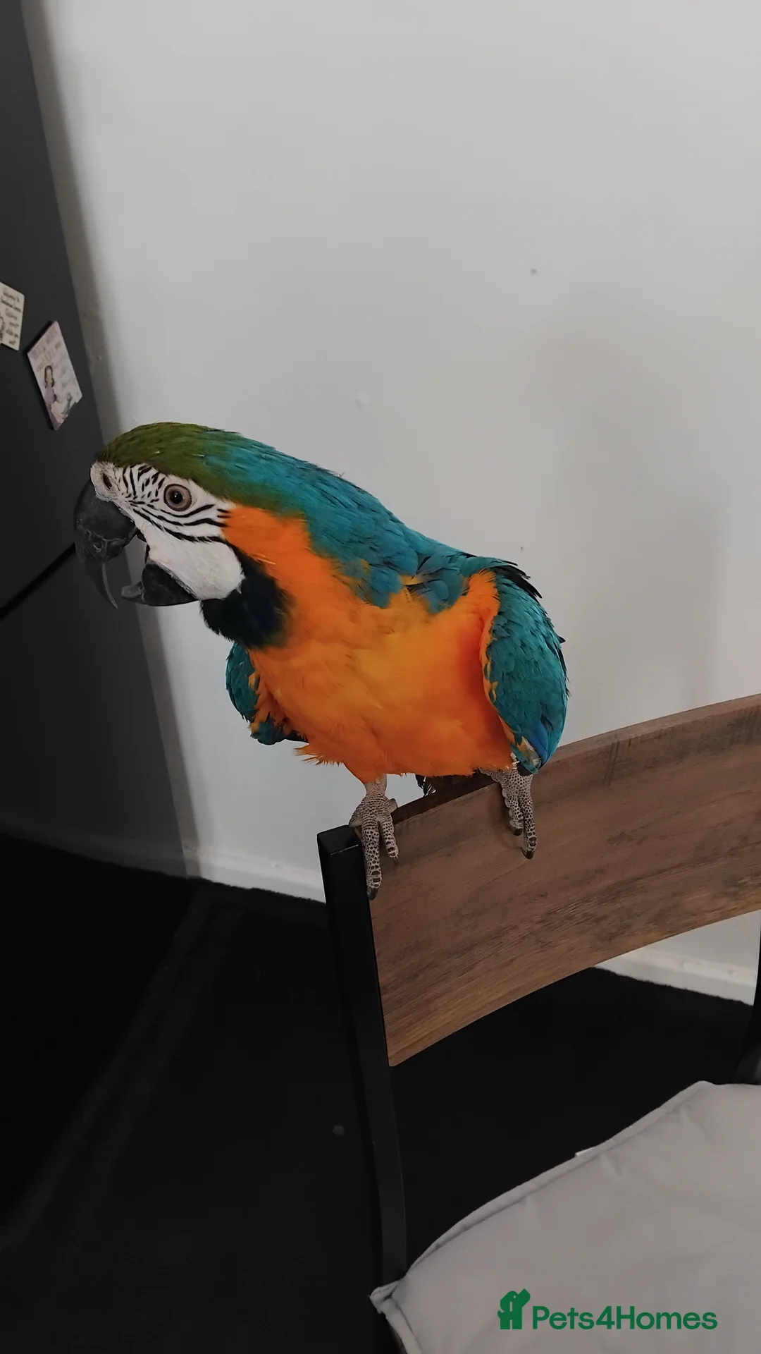 Macaws birds for sale: Pablo blue and gold macaw - Advert 1