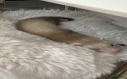 Ferret rodents for sale: Ferret  - Image 1