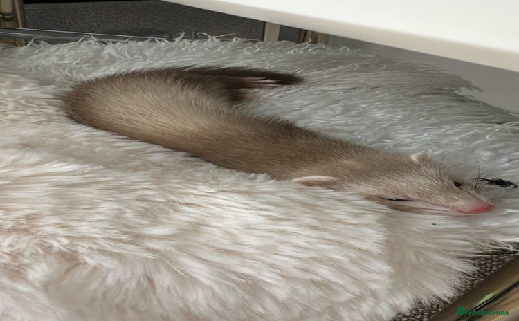 Ferret rodents - Advert 1