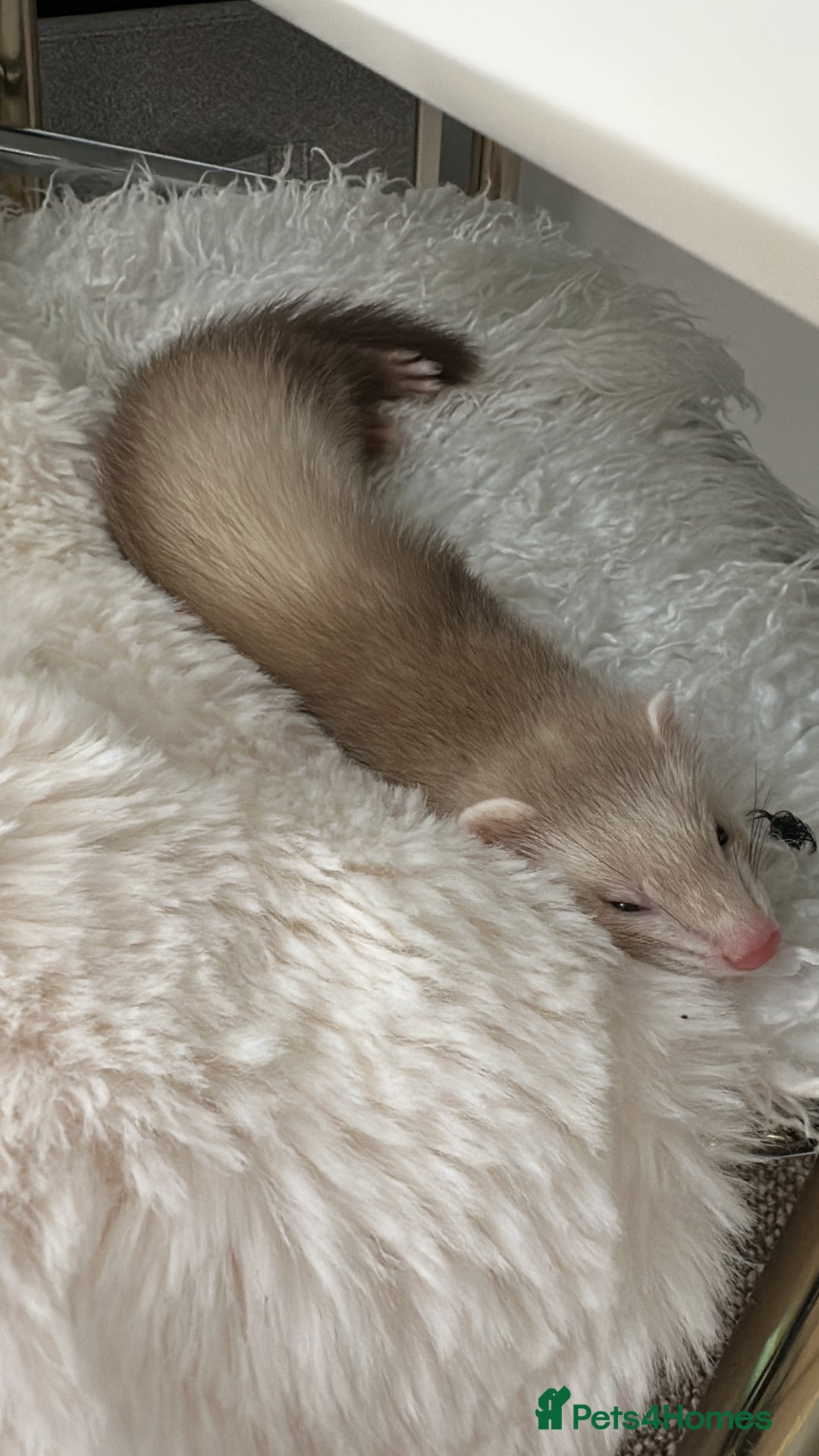 Ferret rodents for sale: Ferret  - Image 1