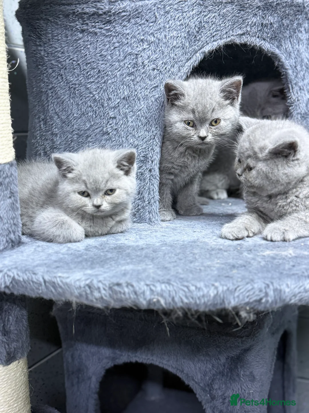 British Shorthair cats for sale: beautiful British shorthair kittens  - Advert 2