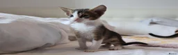 Abyssinian cats for sale: Abyssinian X (Abyssinian X) - Advert 13