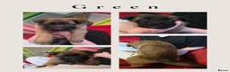 Mixed Breed dogs for sale: GSD/Malinois Crosses - Advert 12