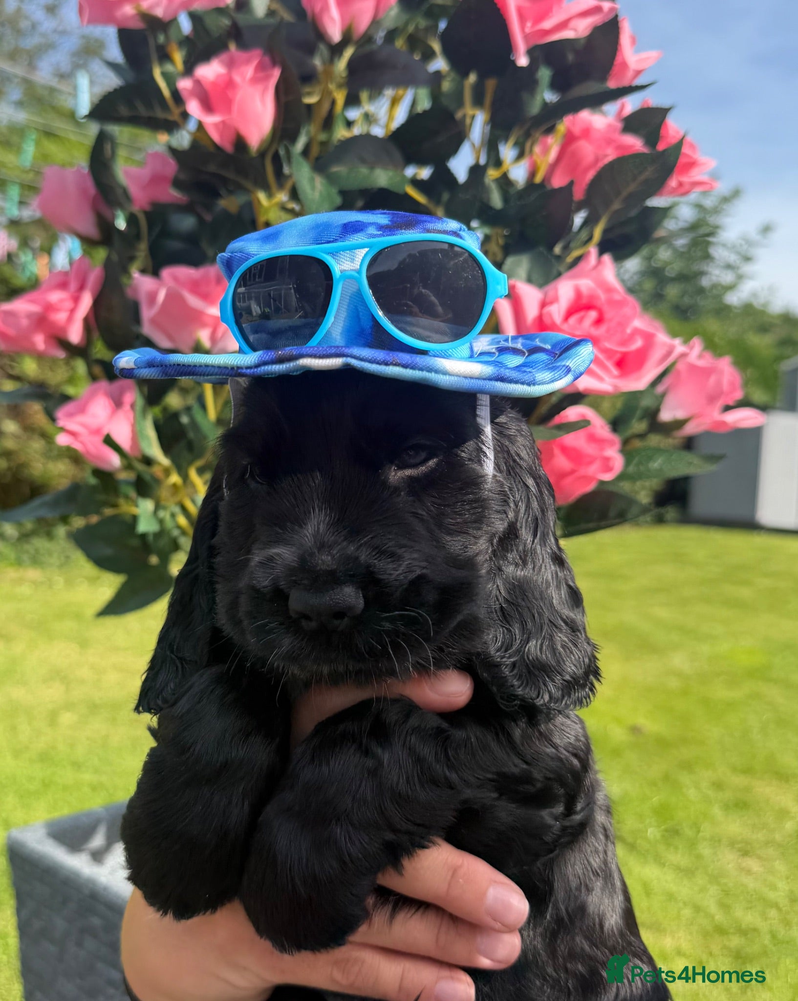 Cocker Spaniel dogs Stunning show cocker spaniels - Advert 1