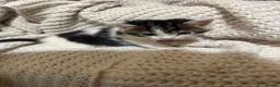 American Shorthair cats for sale: Cuddly Cute Kalic Kittens🐾 - Advert 12
