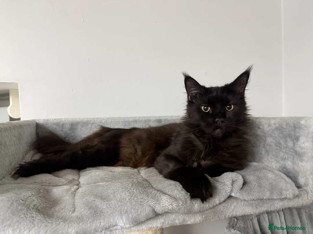 Maine Coon cats for sale: Stunning Lady Maine Coon  - Advert 2
