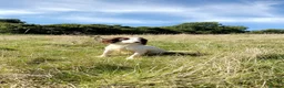 English Springer Spaniel dogs for sale: Excellent quality kc springer spaniel pups  - Advert 17