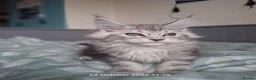Maine Coon cats for sale: Purebreed maine coon females ❤️❤️  - Advert 2