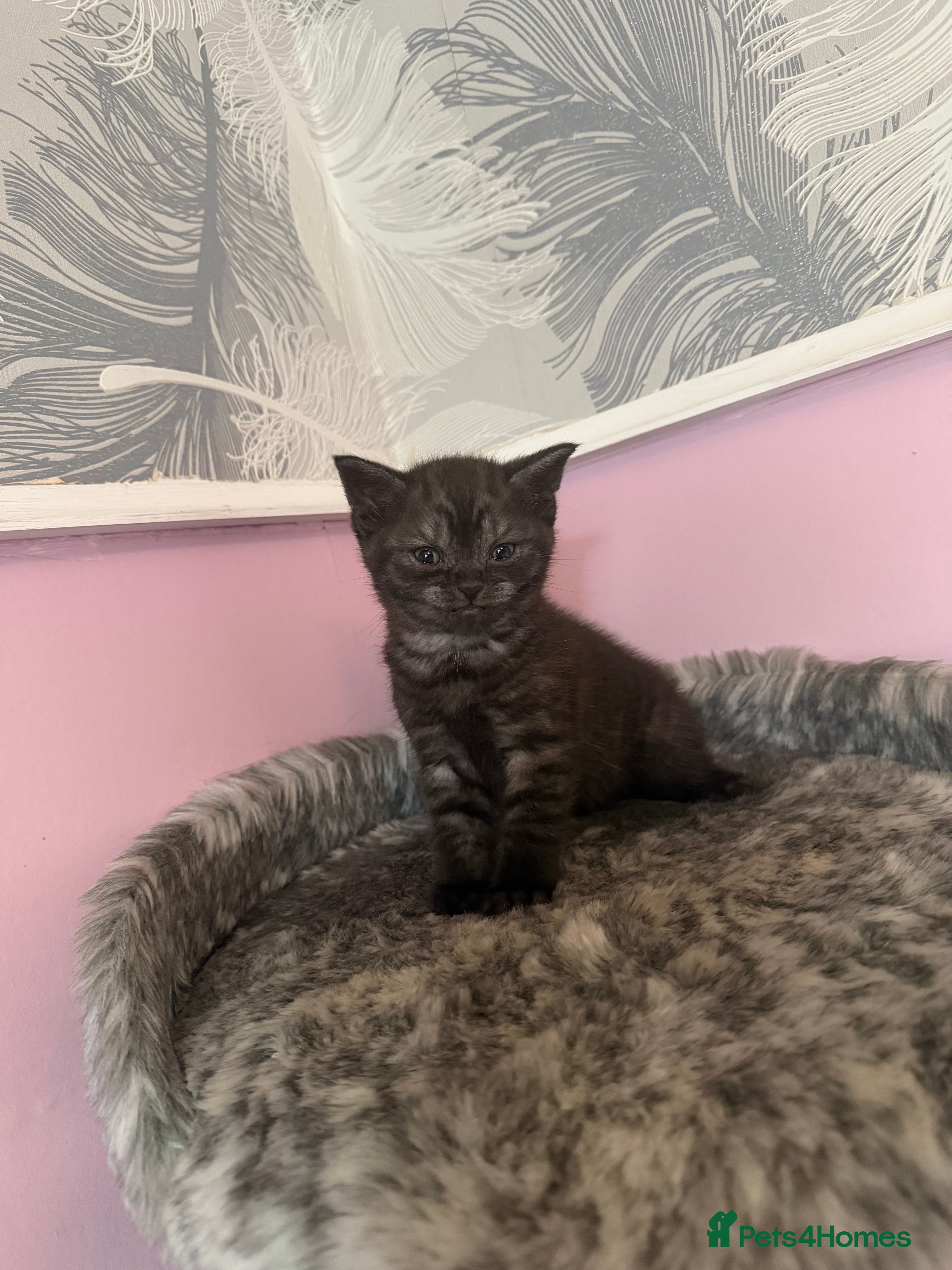 Mixed Breed Kitten 2