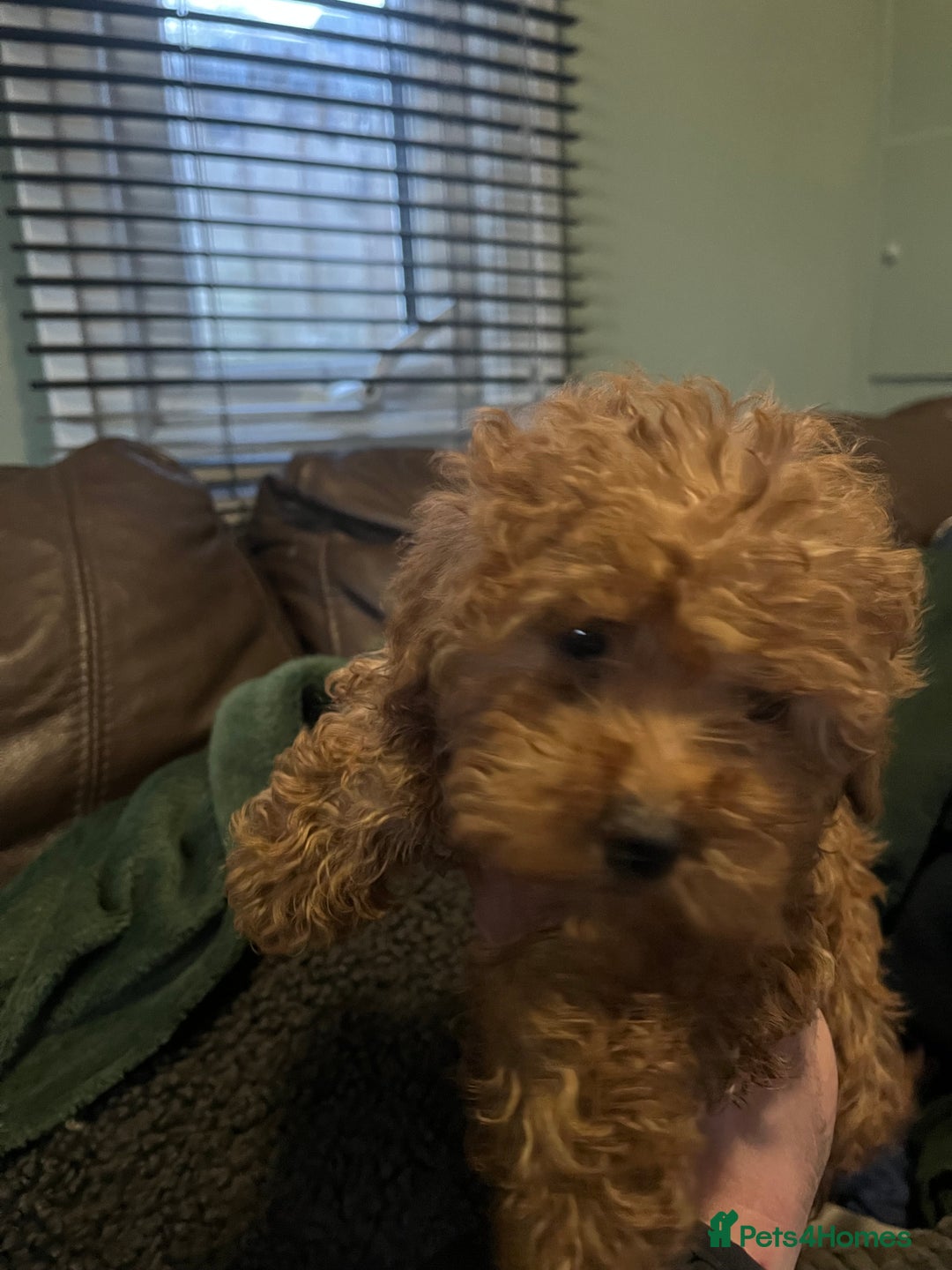 Mini Goldendoodle dogs for sale: Mini golden doodle f1b - Advert 13