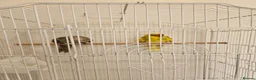 Parakeets birds for sale: kākāriki (New Zealand parakeets) in Nottingham - Advert 3