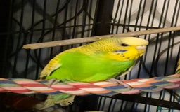 Budgerigars birds for sale: Budgies  - Image 7