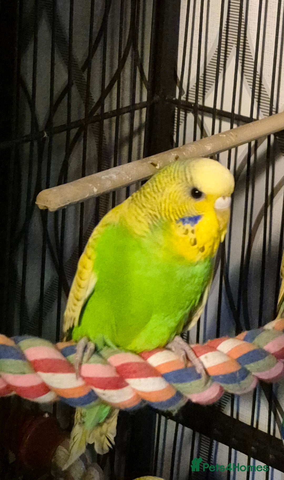Budgerigars birds for sale: Budgies  - Image 7