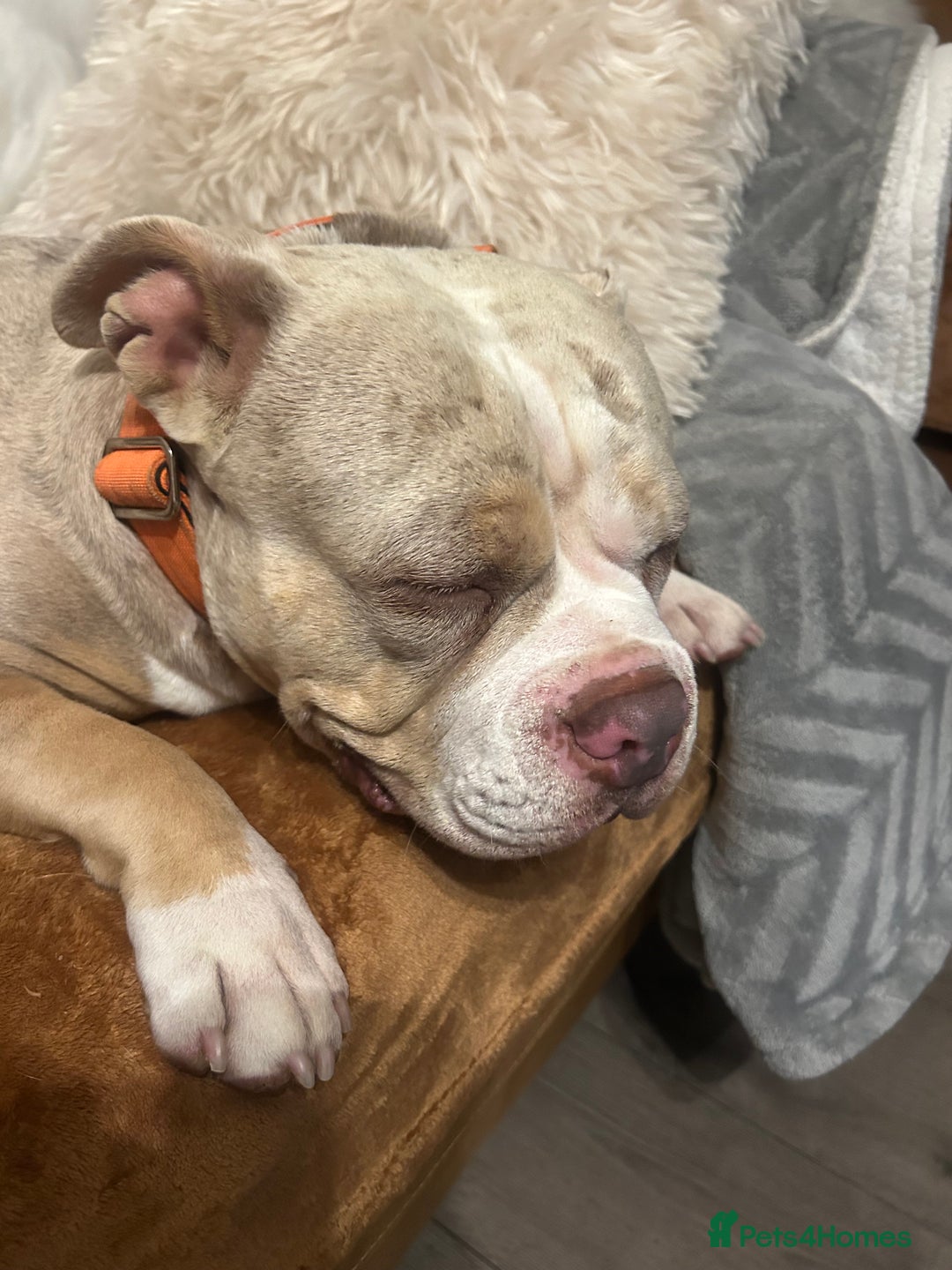 American Bully dogs for sale: Male Pocket Bully Lilac Mearl - Image 5