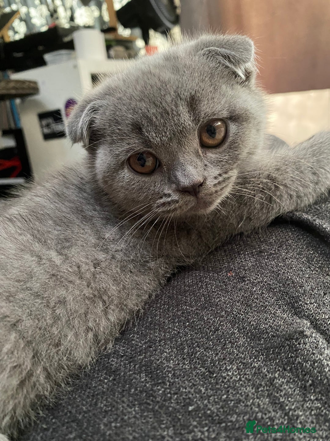 Scottish Fold cats for sale: Scottish Fold kittens 1 Boy Available ready now  - Advert 15