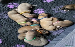 Whippet dogs for sale: 8 KC gorgeous pups, 4 boys & 4 girls. - Image 14