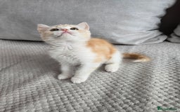 Scottish Fold cats for sale: Scottish Straight purebred kittens  - Image 8