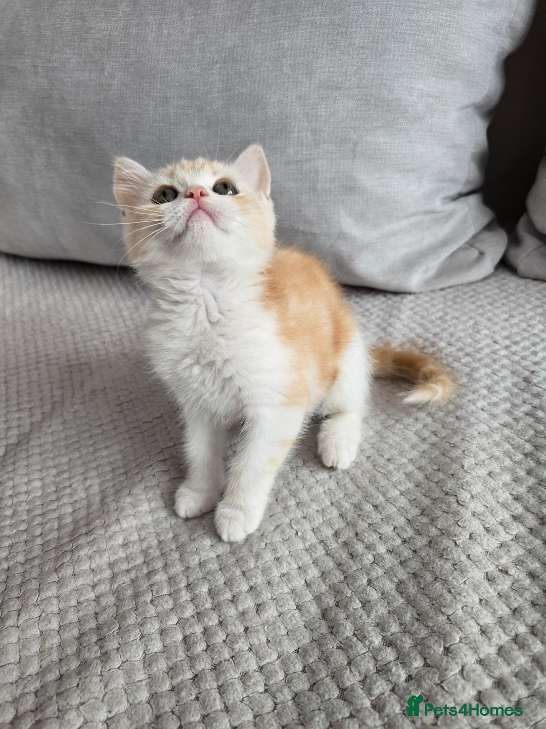Scottish Fold cats for sale: Scottish Straight purebred kittens  - Image 8