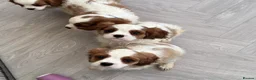 Cavalier King Charles Spaniel dogs for sale: Stunning cavalier King Charles puppies  - Advert 1