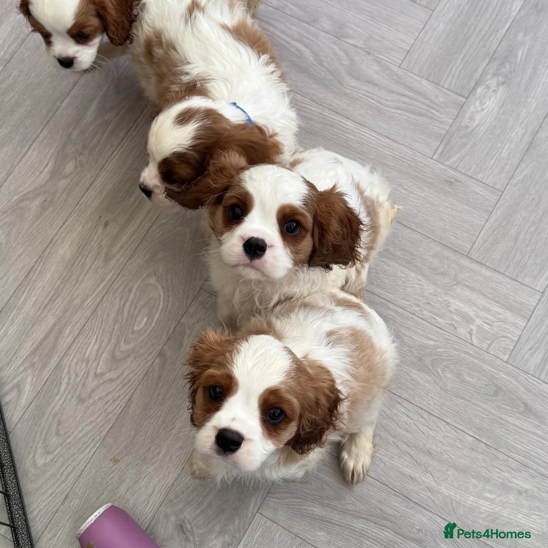Cavalier King Charles Spaniel dogs for sale: Stunning cavalier King Charles puppies  - Advert 1
