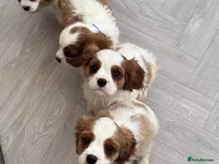 Cavalier King Charles Spaniel dogs Stunning cavalier King Charles puppies - Advert 1
