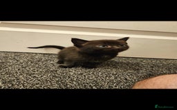 Mixed Breed cats for sale: Half ragdoll kittens - Image 7