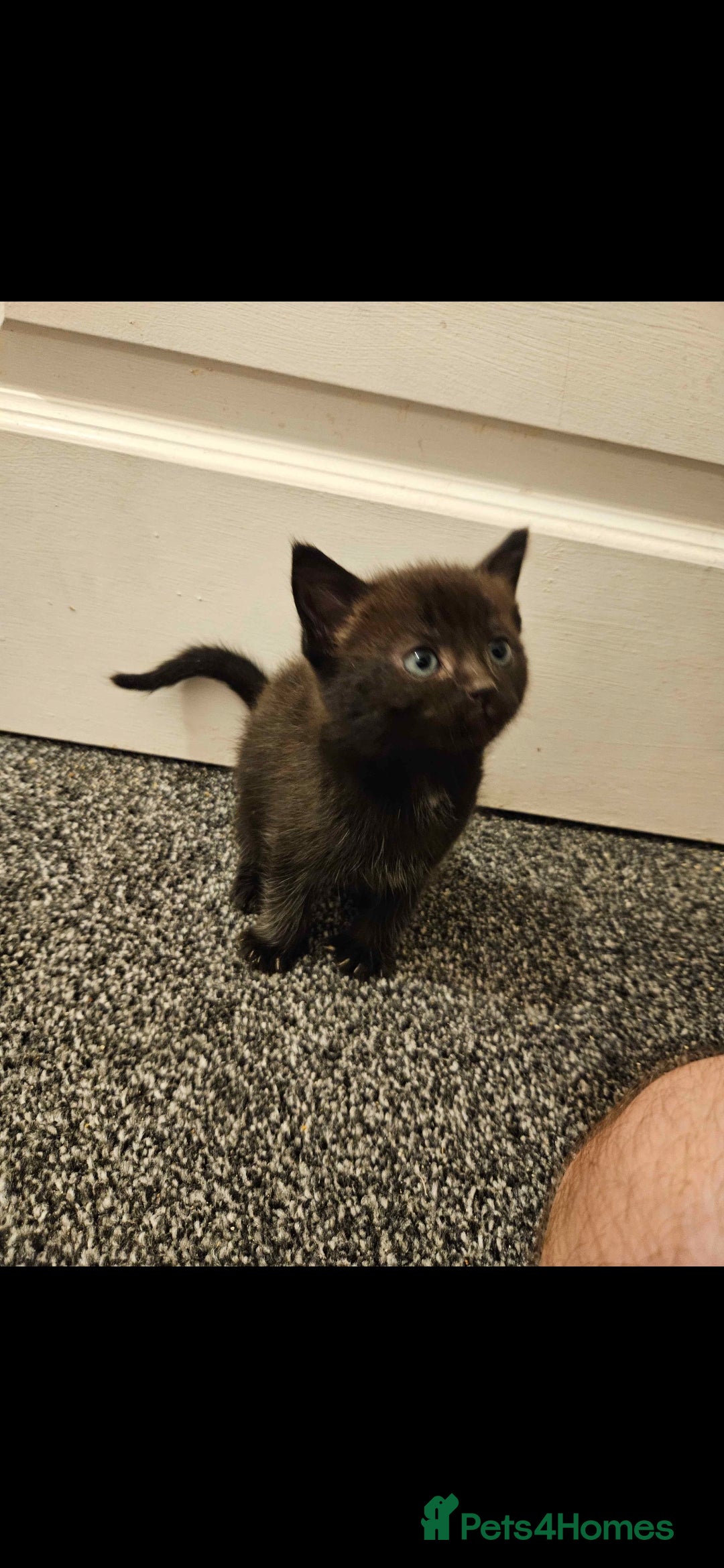 Mixed Breed cats for sale: Half ragdoll kittens - Image 7