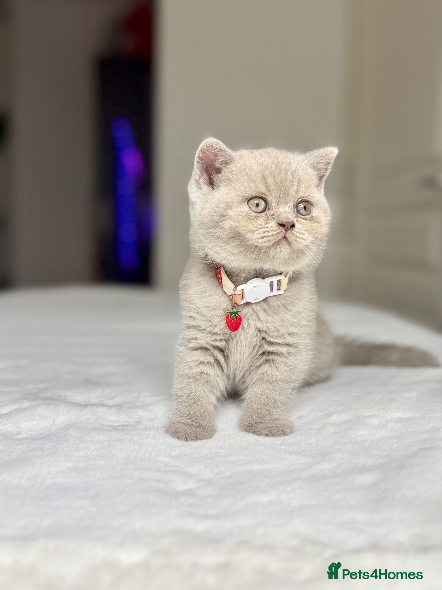 Scottish Fold cats Scottish fold - Advert 2