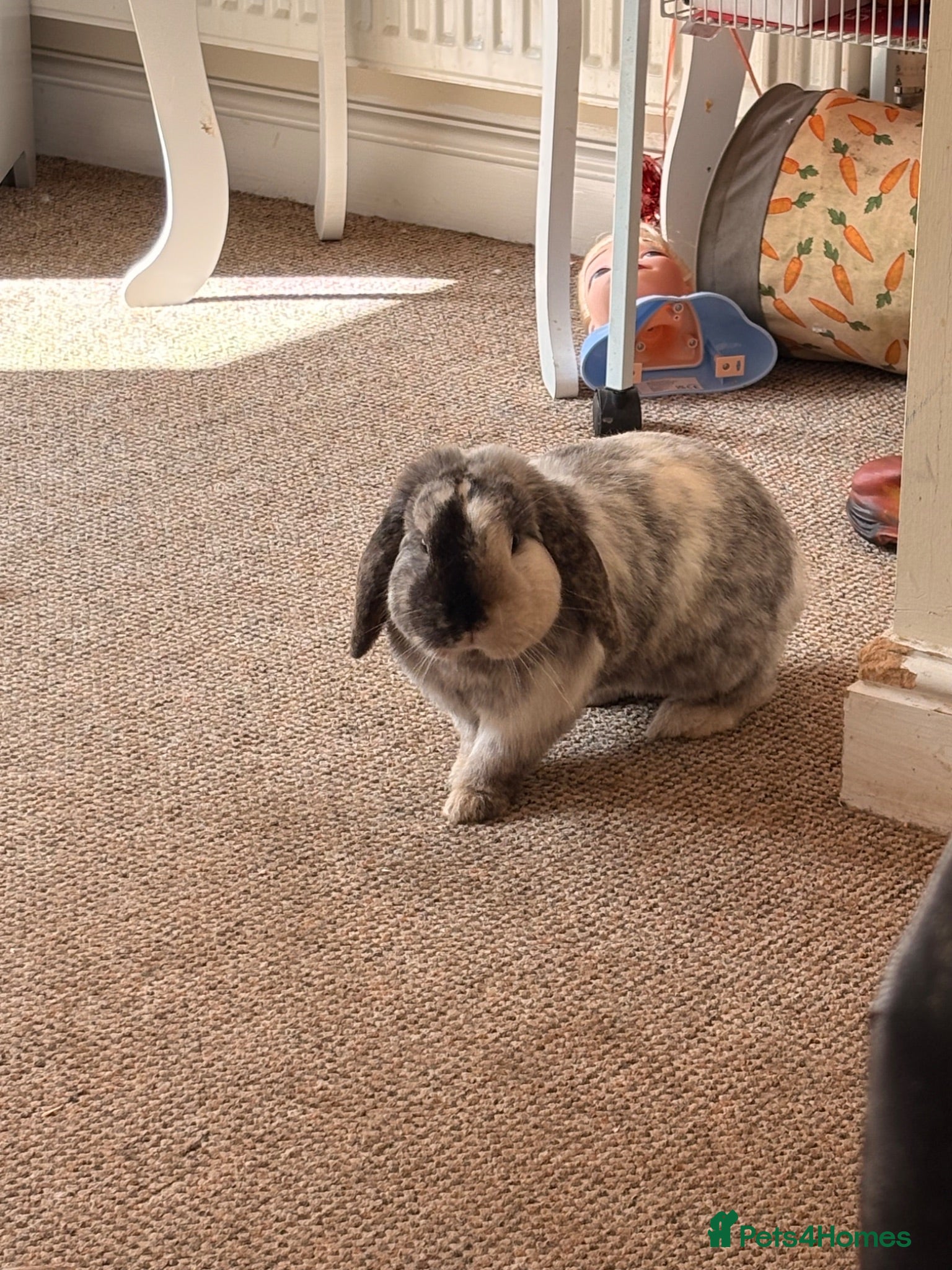 English Lop rabbits Beautiful boy  - Advert 2
