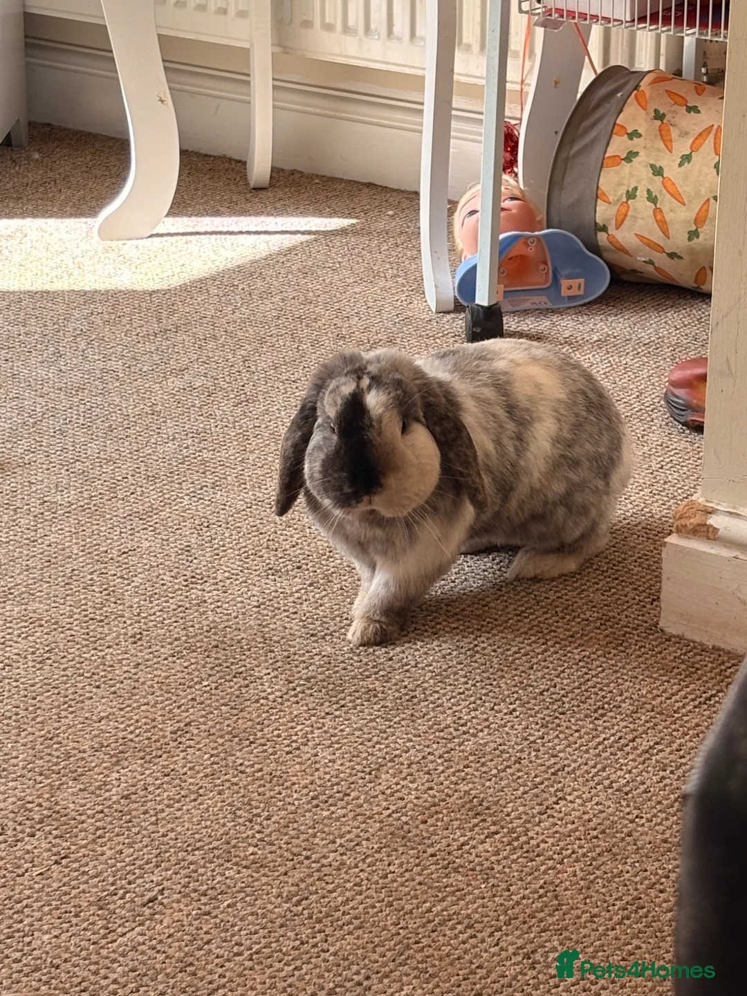 English Lop rabbits for sale: Beautiful boy  - Advert 1