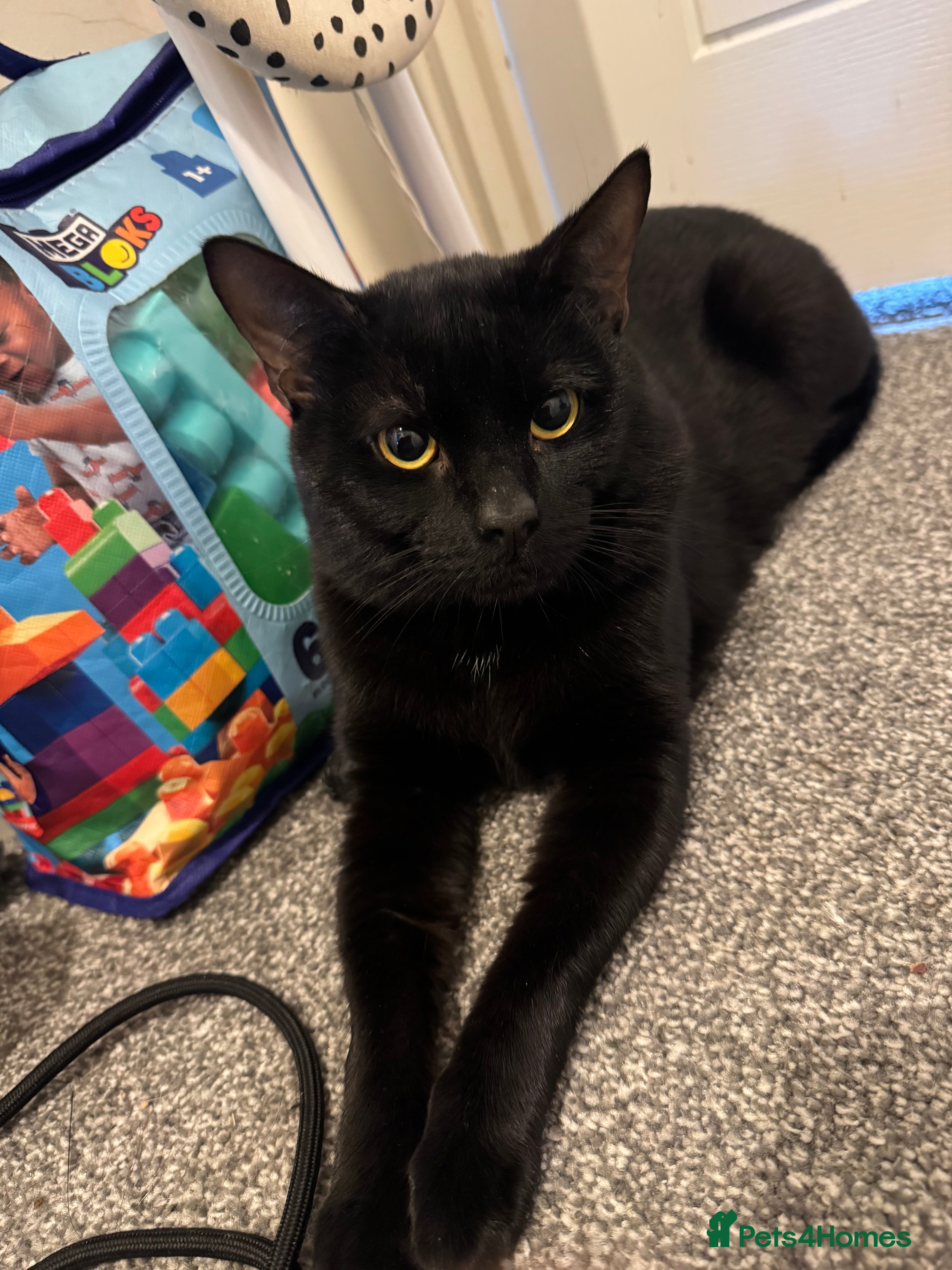 Domestic Shorthair cats Sweet affectionate black domestic  - Advert 2