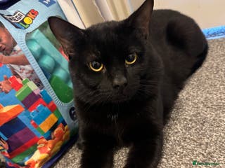 Domestic Shorthair cats Sweet affectionate black domestic - Advert 2