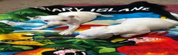 Jack Russell dogs for sale: Parson jack russles 1 boy left  - Advert 5